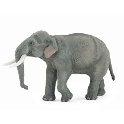 ÉLÉPHANT D'ASIE