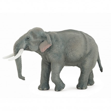 ÉLÉPHANT D'ASIE