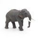 ÉLÉPHANT D'ASIE
