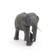ÉLÉPHANT D'ASIE