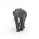 ÉLÉPHANT D'ASIE