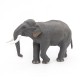 ÉLÉPHANT D'ASIE