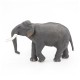 ÉLÉPHANT D'ASIE