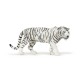 TIGRE BLANC