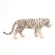 TIGRE BLANC