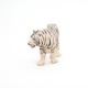 TIGRE BLANC