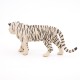 TIGRE BLANC