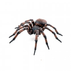 COMMON SPIDER
