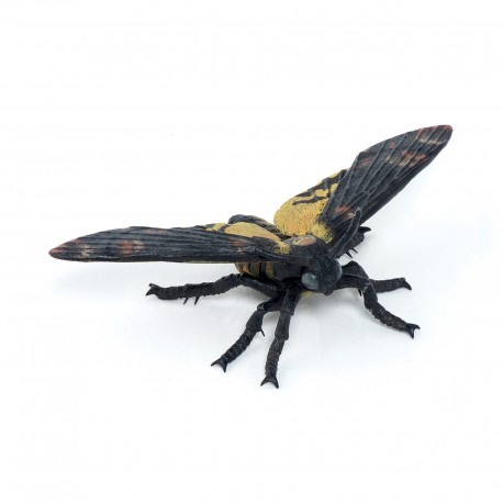 MOTH