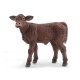 SALERS CALF