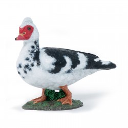 CANARD DE BARBARIE