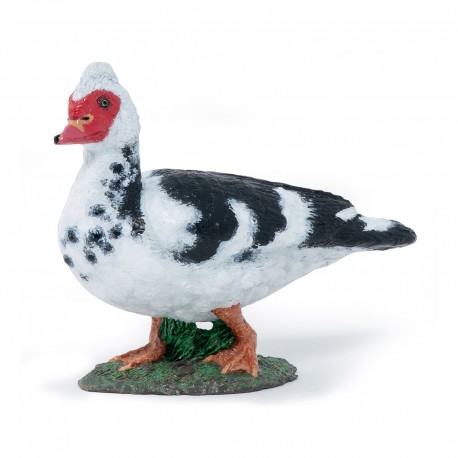 CANARD DE BARBARIE