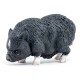 COCHON VIETNAMIEN