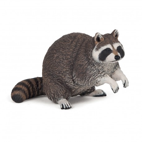 Racoon