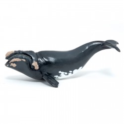 RIGHT WHALE