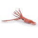 GIANT SQUID