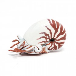 NAUTILUS
