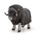 Musk ox