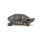 TORTUE DE FLORIDE / À TEMPES ROUGES