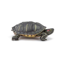 TORTUE DE FLORIDE / À TEMPES ROUGES