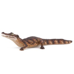 CAYMAN