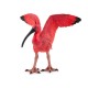 Ibis rouge