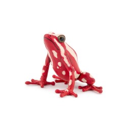 GRENOUILLE FLÈCHE TRICOLORE