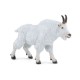CANADIAN GOAT