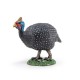 GUINEA FOWL