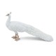 WHITE PEACOCK