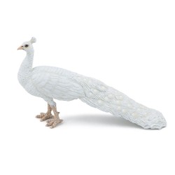 PAON BLANC
