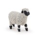 MOUTON NEZ NOIR DU VALAIS