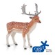 FALLOW DEER