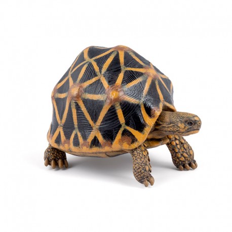 TORTUE ETOILEE
