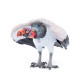 KING VULTURE