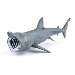 REQUIN PÈLERIN