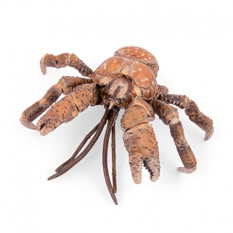 CRABE DE COCOTIERS