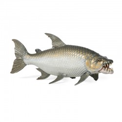 POISSON TIGRE