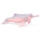 DAUPHIN ROSE DE L'AMAZONIE