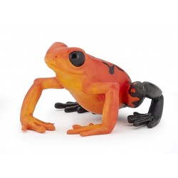 GRENOUILLE ÉQUATORIALE ROUGE