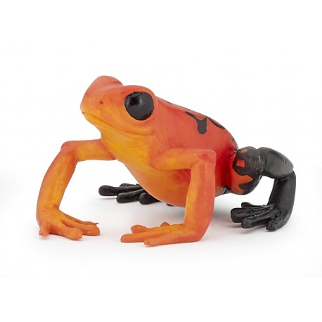 GRENOUILLE ÉQUATORIALE ROUGE