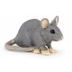 House mouse