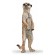 Standing meerkat