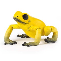 GRENOUILLE ÉQUATORIALE JAUNE