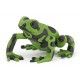 GRENOUILLE ÉQUATORIALE VERTE