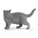 Chartreux