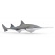 SAWFISH