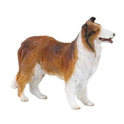 COLLIE