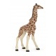 Giraffe calf