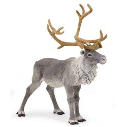 Reindeer